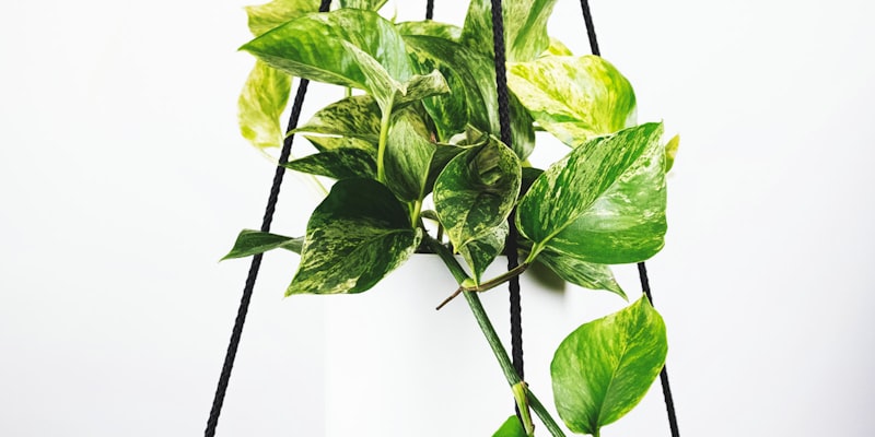 2026世界杯主办城市体育场外观，现代建筑与绿色草坪